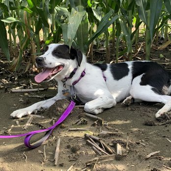 Konow's Corn Maze - Leia taking shade in the  maze - Attraction Farms Near Me - Homer Glen, Illinois