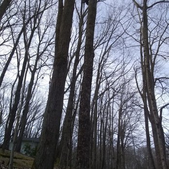 Acorns Tree Service - Tree Services Near Me - Decatur , Tennessee Acorns Tree Service - Tree Services Near Me - Decatur , Tennessee