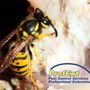 Photo of Profext Pest Control