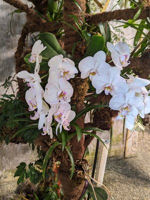 Giardini la Mortella by null