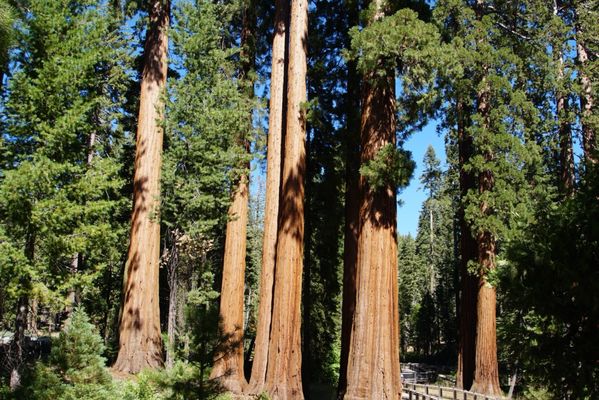 Mariposa Grove by null