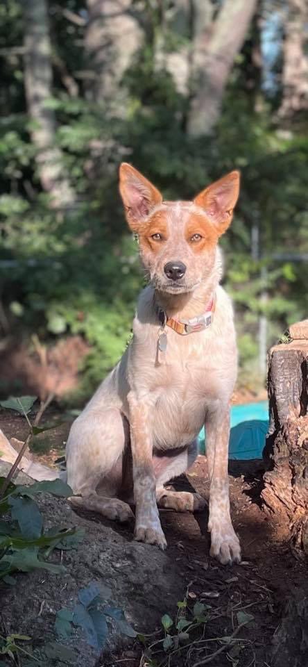MetroWest Dog Lodge - pet boarding facility in Upton, MA
