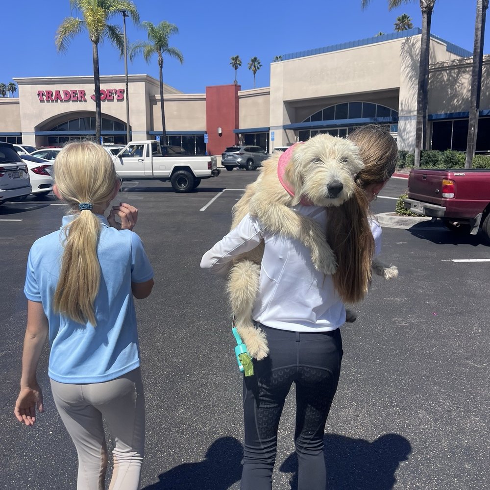 Rosie being carried by my daughter into pet store. Rosie being carried by my daughter into pet store.