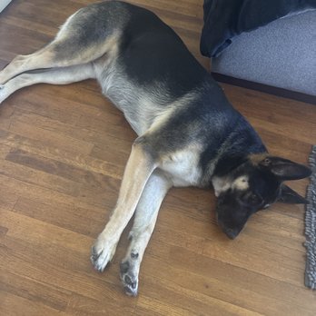 Bigdogsandcats - Pet Groomers Near Me - Downey, California Bigdogsandcats - Pet Groomers Near Me - Downey, California