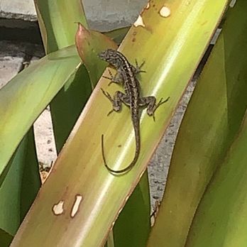 Miami Beach Botanical Garden - Brown anole - Botanical Gardens Near Me - Miami Beach, Florida