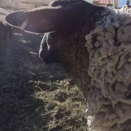Sheep Sheep