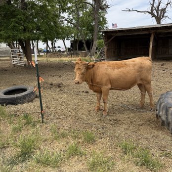 Back Forty Farms - Cow - Attraction Farms Near Me - Nampa, Idaho Back Forty Farms - Cow - Attraction Farms Near Me - Nampa, Idaho
