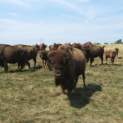 Glacier Ridge Animal Farm - Buffalos