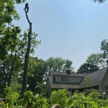 FV Tree Service - Tree Services Near Me - Manassas, Virginia FV Tree Service - Tree Services Near Me - Manassas, Virginia
