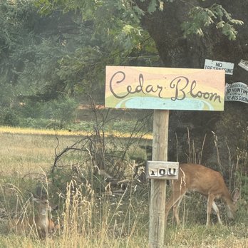 Cedar Bloom Farm - Venues & Event Spaces Near Me - Cave Junction, Oregon Cedar Bloom Farm - Venues & Event Spaces Near Me - Cave Junction, Oregon