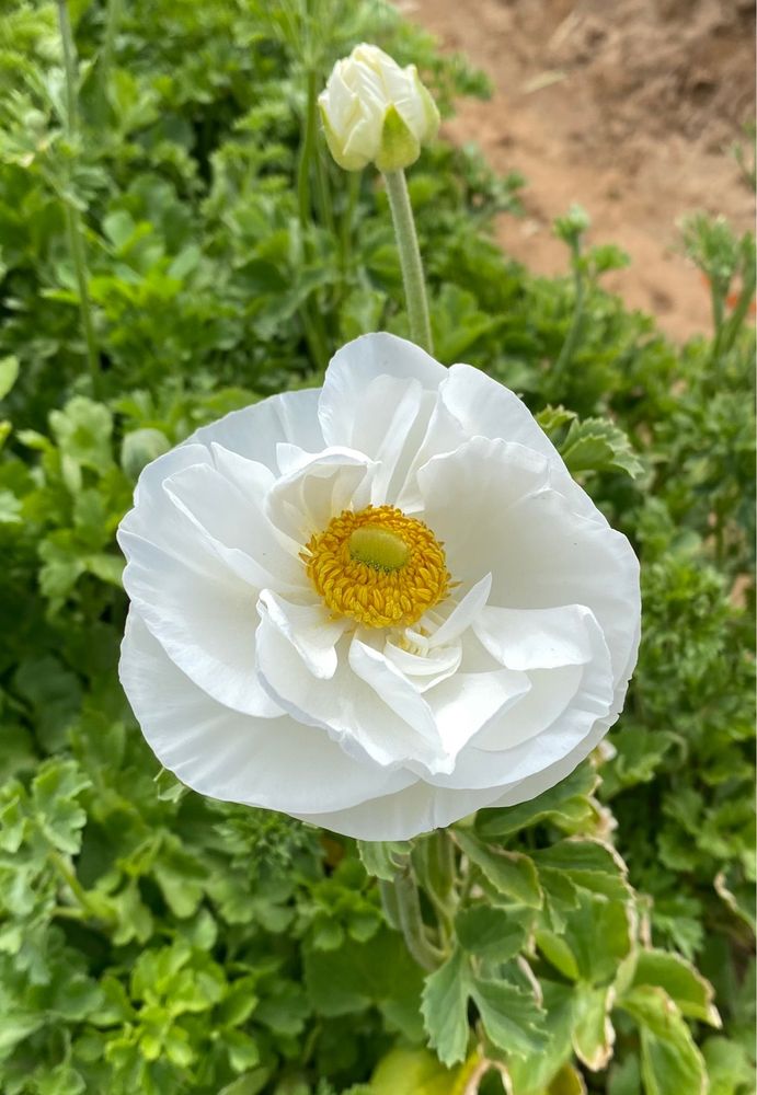 DEPENDABLE COFFEE & WATER SERVICE Updated September 2024 50 N