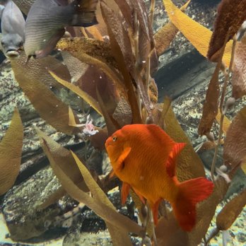 Shedd Aquarium - Aquariums Near Me - Chicago, Illinois