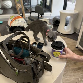 Cattyshack Cat Cafe - Our future kitten Reggie. - Themed Cafes Near Me - Fort Myers, Florida Cattyshack Cat Cafe - Our future kitten Reggie. - Themed Cafes Near Me - Fort Myers, Florida