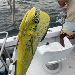 Four species in one morning! Great dudes and a nice boat. Four species in one morning! Great dudes and a nice boat.