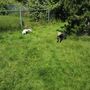 Photo of Clayton Off Leash Dog Park
