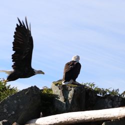 Ketchikan Duck Tour - Bald Eagles