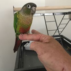 Pet Paradise - My pet "Mango" from Pet Paradise!!! Love