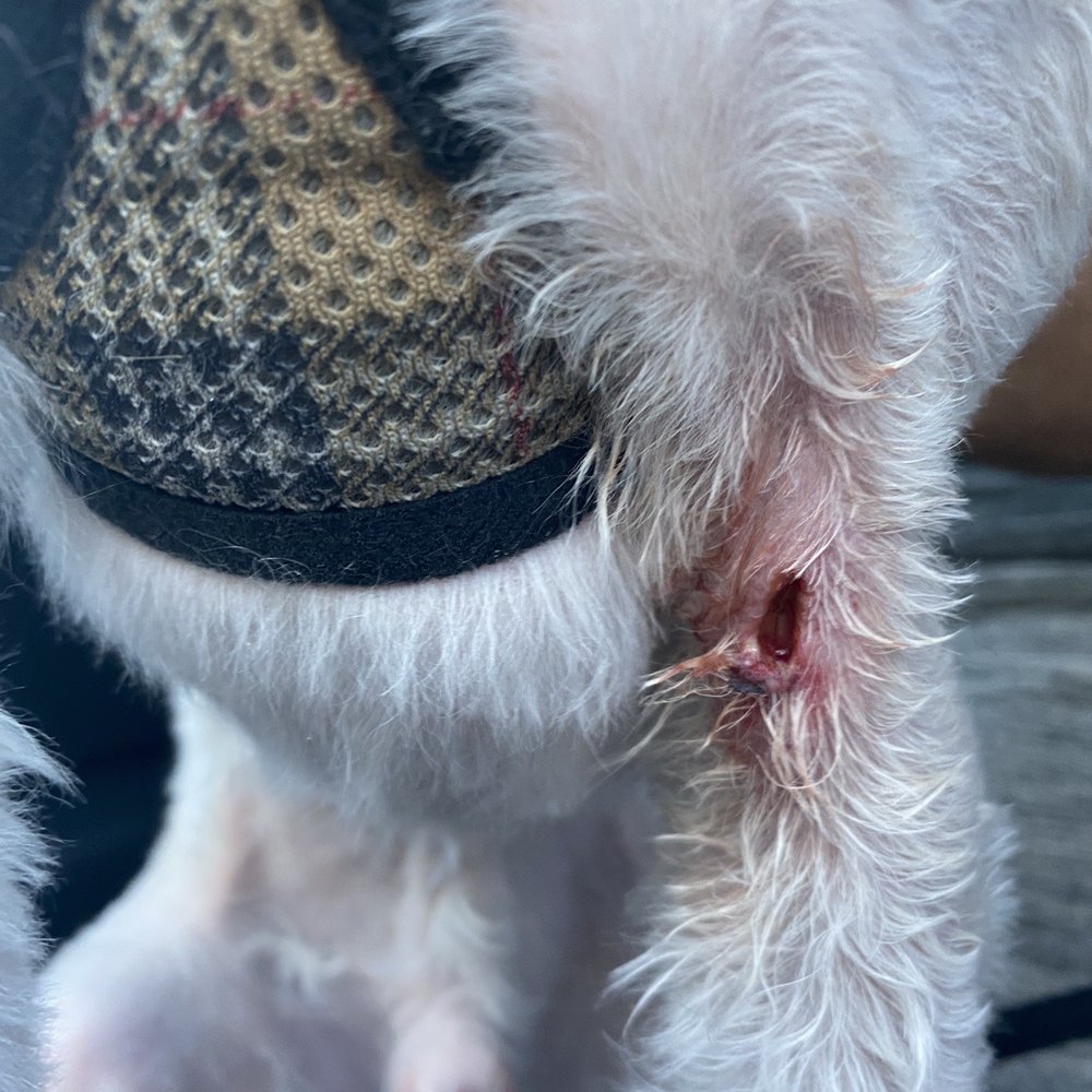 Premier Pets Grooming - Doobies cut and she also cut near his penis which the bet pointed out - Pet Groomers Near Me - Rio Rancho, New Mexico Premier Pets Grooming - Doobies cut and she also cut near his penis which the bet pointed out - Pet Groomers Near Me - Rio Rancho, New Mexico