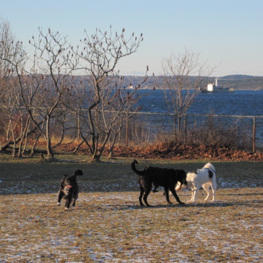 Africville Park - Dog Parks Near Me - Halifax, Nova Scotia