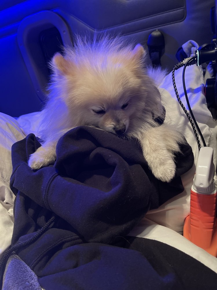 PAYNE ANIMAL CLINIC Updated July 2024 507 Demopolis St, Greenboro