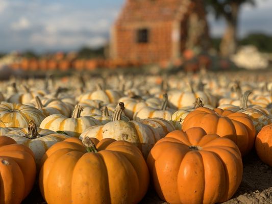 Sweet Eats Adventure Farm & Petting Zoo by null