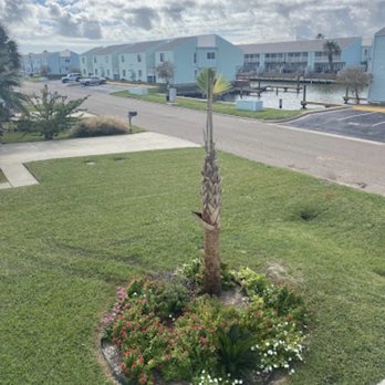 Bloomers Nursery & Landscape - a palm tree in a flower bed - Nurseries & Gardening Near Me - Rockport, Texas Bloomers Nursery & Landscape - a palm tree in a flower bed - Nurseries & Gardening Near Me - Rockport, Texas