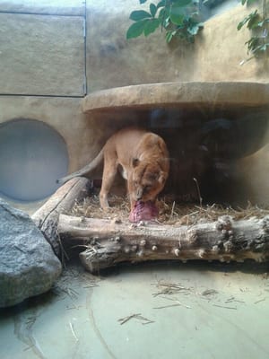 Hellabrunn Zoo by null