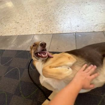 Community K9 - Pet Training Near Me Community K9 - Pet Training Near Me