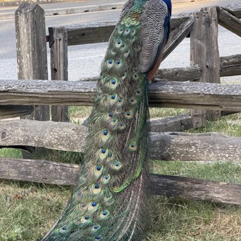 Surfside Adventure Tours - Peacocks - Wine Tours Near Me - Victoria, British Columbia Surfside Adventure Tours - Peacocks - Wine Tours Near Me - Victoria, British Columbia