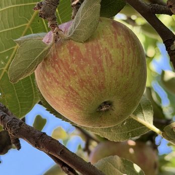 Snow-Line Orchard - Apples - Fruits & Veggies Near Me - Oak Glen, California Snow-Line Orchard - Apples - Fruits & Veggies Near Me - Oak Glen, California