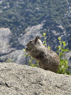 Glacier Point by null
