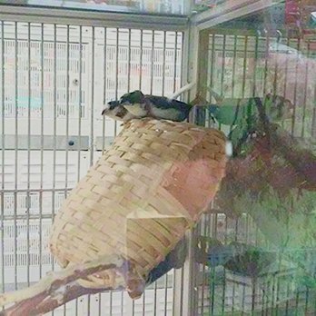 PetSmart - Finches sleep weird - Pet Training Near Me - Fountain Valley, California PetSmart - Finches sleep weird - Pet Training Near Me - Fountain Valley, California