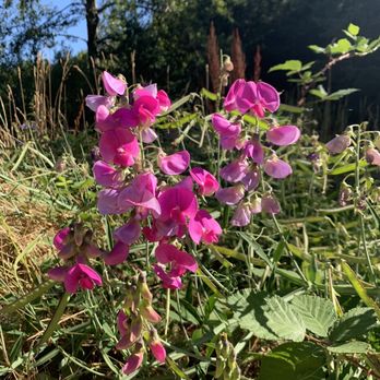 China Lake Nature Area - Pretty pink flowers. - Parks Near Me - Tacoma, Washington China Lake Nature Area - Pretty pink flowers. - Parks Near Me - Tacoma, Washington