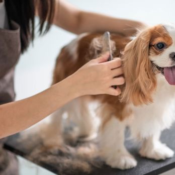 Judy's Pet Grooming - Pet Groomers Near Me - Lebanon, Oregon Judy's Pet Grooming - Pet Groomers Near Me - Lebanon, Oregon