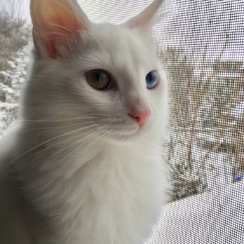 MedVet Akron - Tofu - Veterinarians Near Me - Akron, Ohio