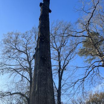 Integrity Tree Specialist - This is A large tree with the brush removed( Project Final Photos In Portfolio) - Tree Services Near Me Integrity Tree Specialist - This is A large tree with the brush removed( Project Final Photos In Portfolio) - Tree Services Near Me