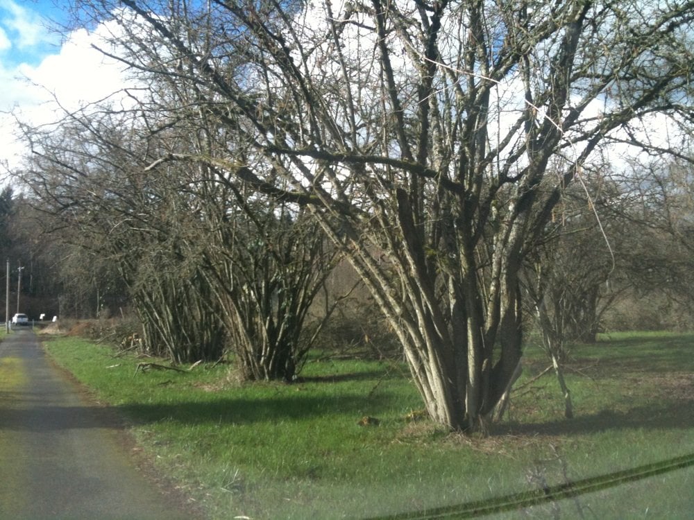 FILBERT ACRES Updated June 2024 6625 Pioneer Way E, Puyallup