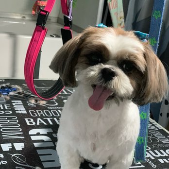Wet Nose Grooming - Frankie after - Pet Groomers Near Me