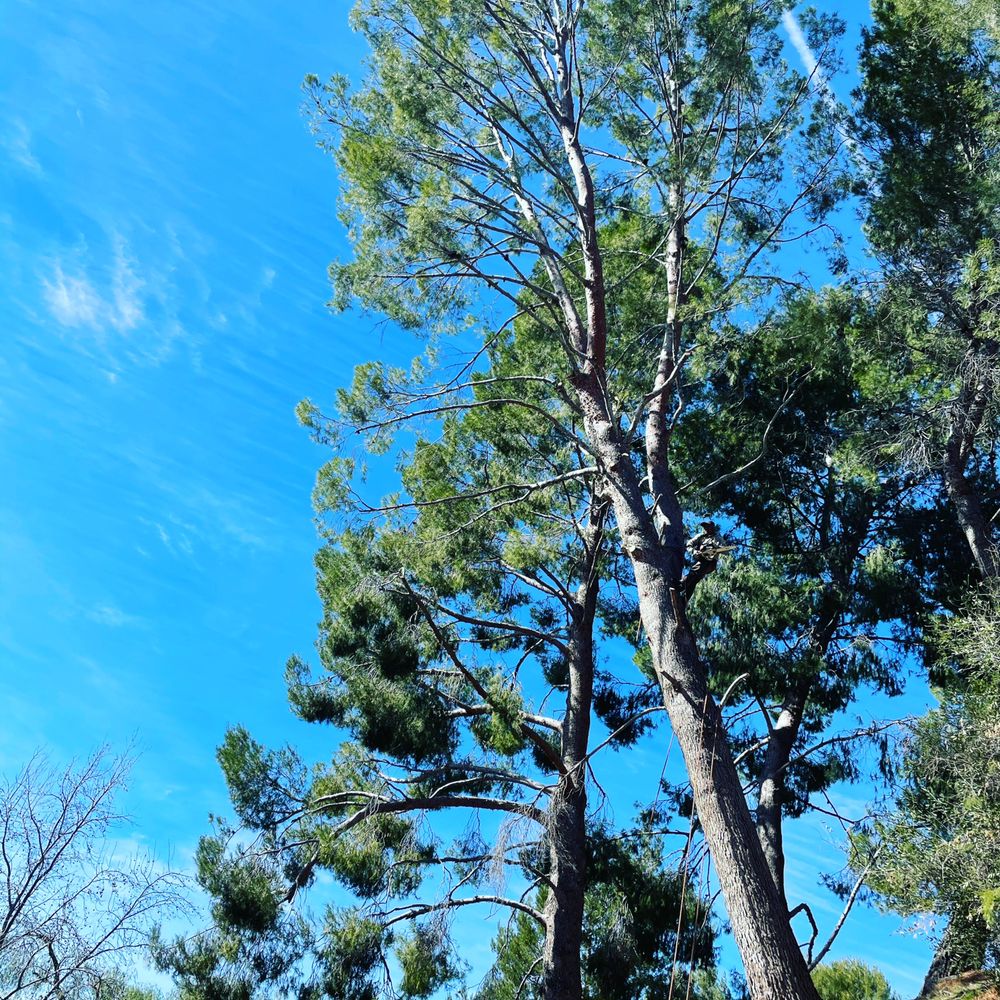 GREEN CREST TREE CARE Updated May 2024 92 Photos & 21 Reviews Los