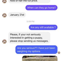 Phoenix puppy palace