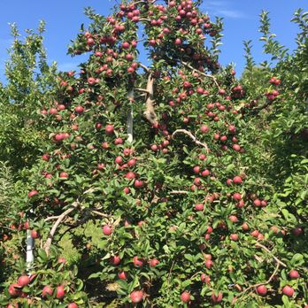 Cider Hill Farm - So many apples! - Pick Your Own Farms Near Me - Amesbury, Massachusetts Cider Hill Farm - So many apples! - Pick Your Own Farms Near Me - Amesbury, Massachusetts