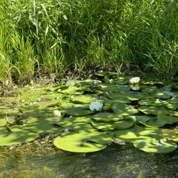 REI Boathouse at Enatai Beach Park - Blooming lily pads!