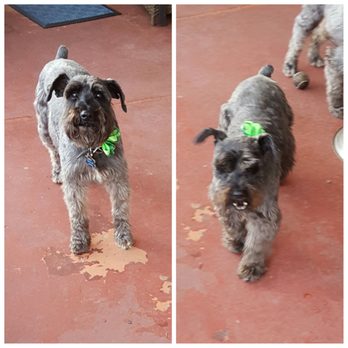 Underdog Pet Stylist - Duke and Daisy - Pet Groomers Near Me - Oxnard, California