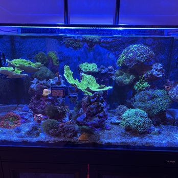 JR Reefs - Aquarium Services Near Me