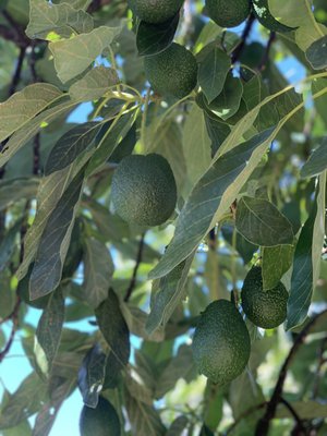 Del Rey Avocado Co by null