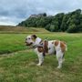 Photo of Jollyes - The Pet People