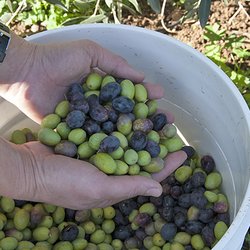 Redwood Hill Farm Goat Dairy - Harvesting the farm's Tuscan olives for oil