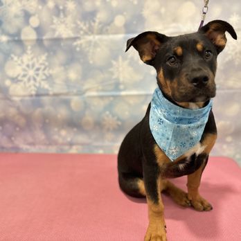 Parkers Paws - Pet Groomers Near Me Parkers Paws - Pet Groomers Near Me