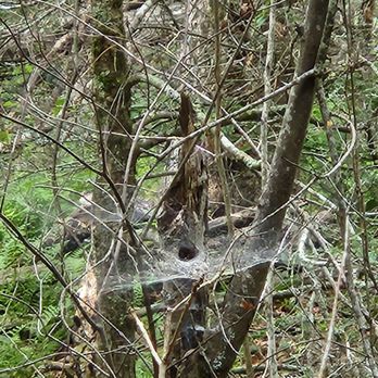 Virginia State Parks - I didn't get too close. - Hiking Near Me - Clifton Forge, Virginia Virginia State Parks - I didn't get too close. - Hiking Near Me - Clifton Forge, Virginia