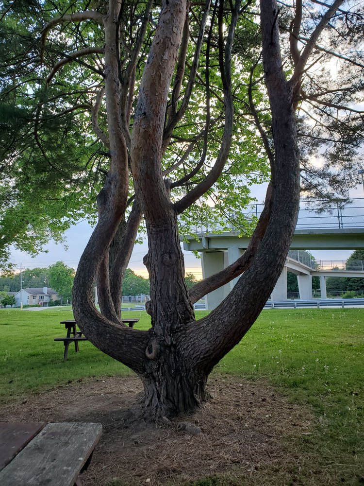 SCOUT LAKE PARK Updated October 2024 23 Photos 5902 West Loomis